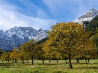 Ahornbäume am Großen Ahornboden mit Gumpenspitze und Grubenkarspitze Wand
